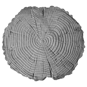 STEPPING STONE LOG